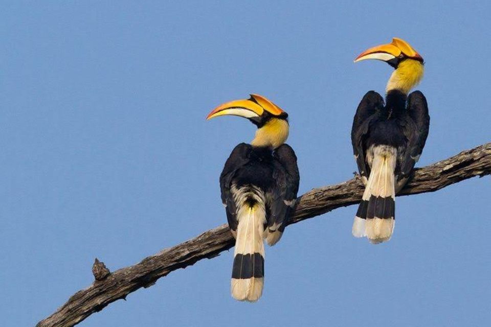 Kaziranga National Park